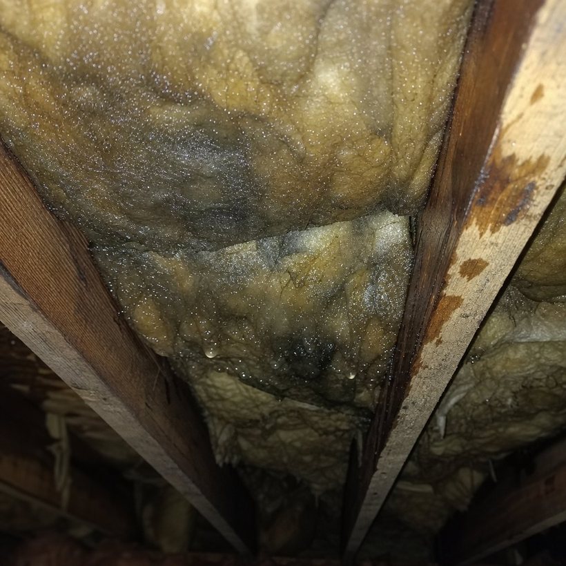 Water-soaked attic insulation matted and darkened between roof rafters