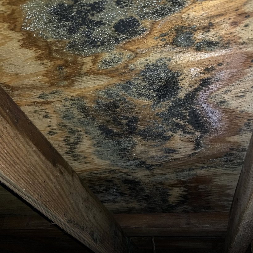Black mold blooming across the underside of plywood roof decking